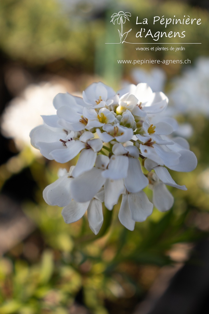 Iberis sempervirens 'Schneeflocke'- La pépinière d'Agnens