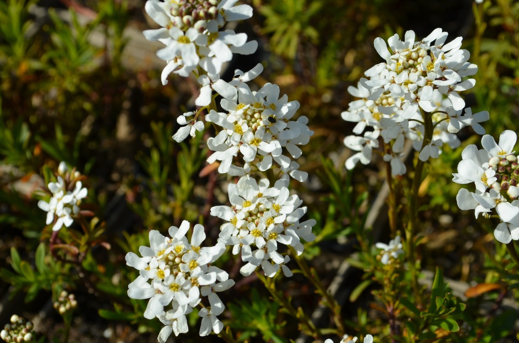 Iberis sempervirens 'Schneeflocke'- La pépinière d'Agnens
