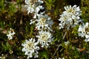 Iberis sempervirens 'Schneeflocke'- La pépinière d'Agnens