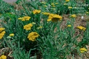 Achillea filipendulina 'Coronation Gold' - La Pépinière D'agnens