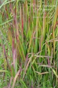 Imperata cylindrica 'Red Baron'- La pépinière d'Agnens