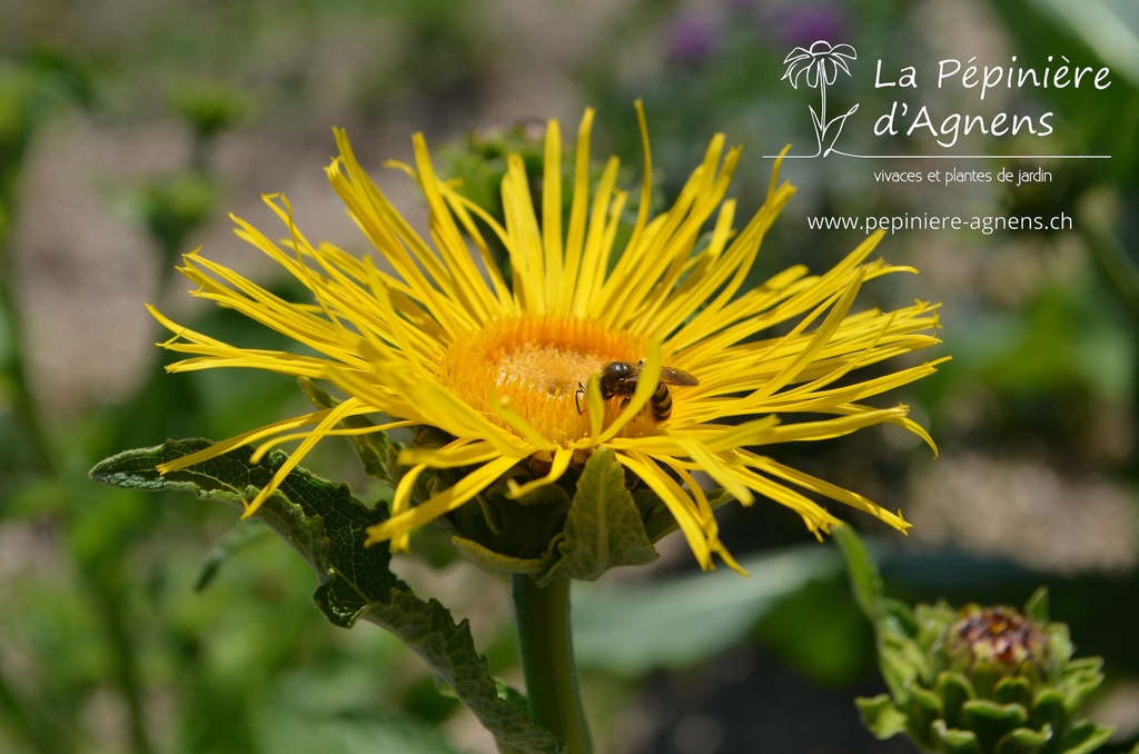 Inula helenium - La pépinière d'Agnens