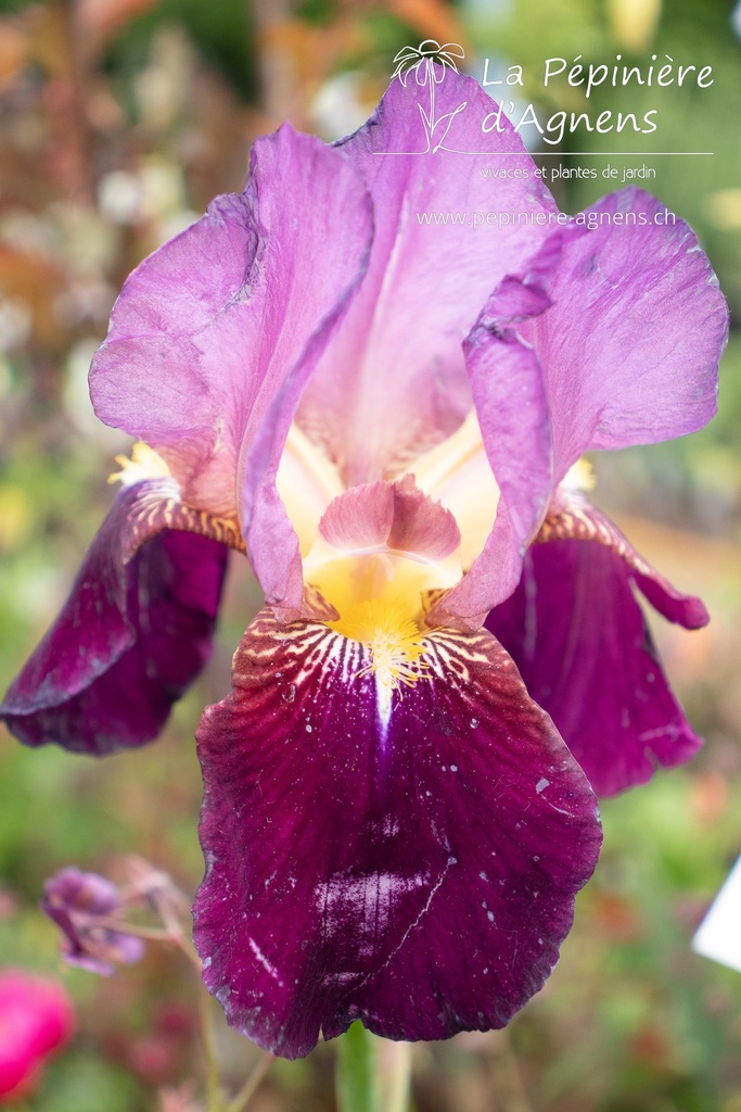 Iris germanica 'Indian Chief' - La pépinière d'Agnens