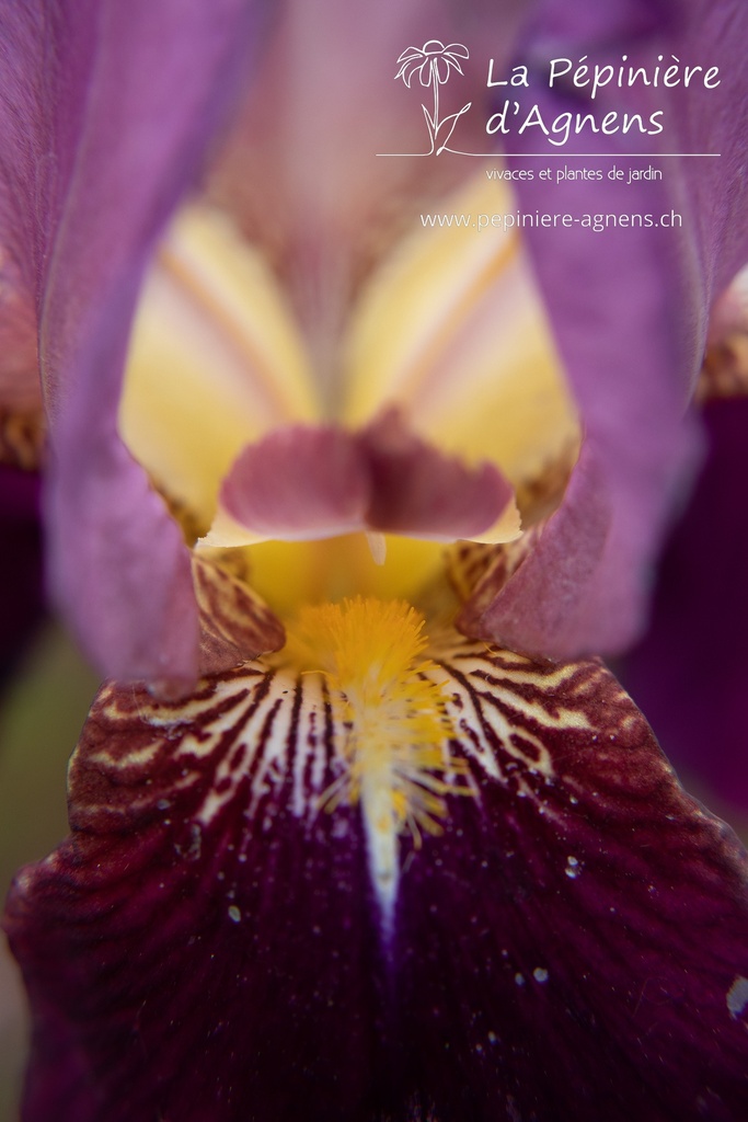 Iris germanica 'Indian Chief' - La pépinière d'Agnens