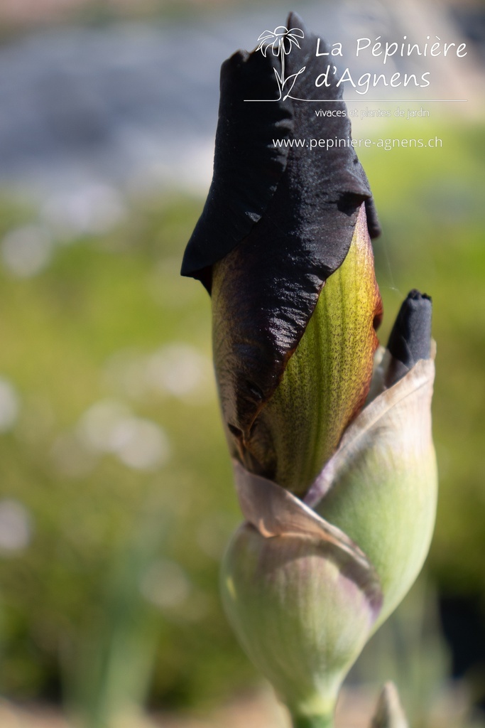 Iris germanica 'Sultans Palace' - La pépinière d'Agnens