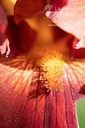 Iris germanica 'Sultans Palace'- La pépinière d'Agnens