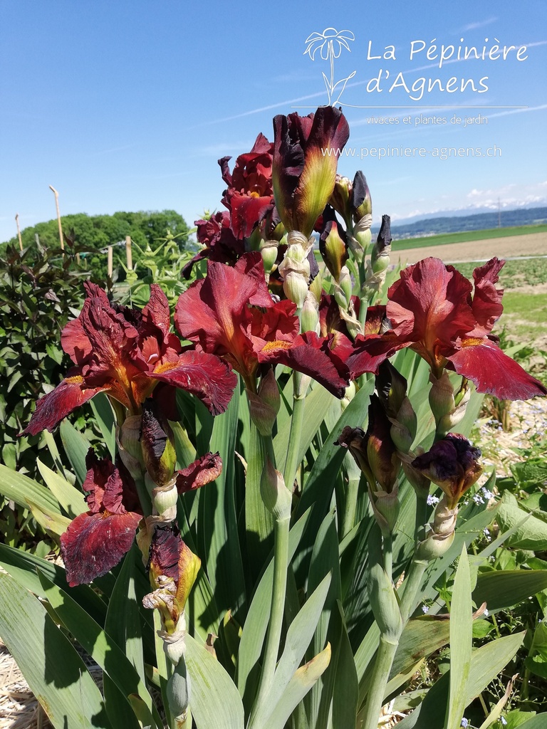 Iris germanica 'Sultans Palace'- La pépinière d'Agnens