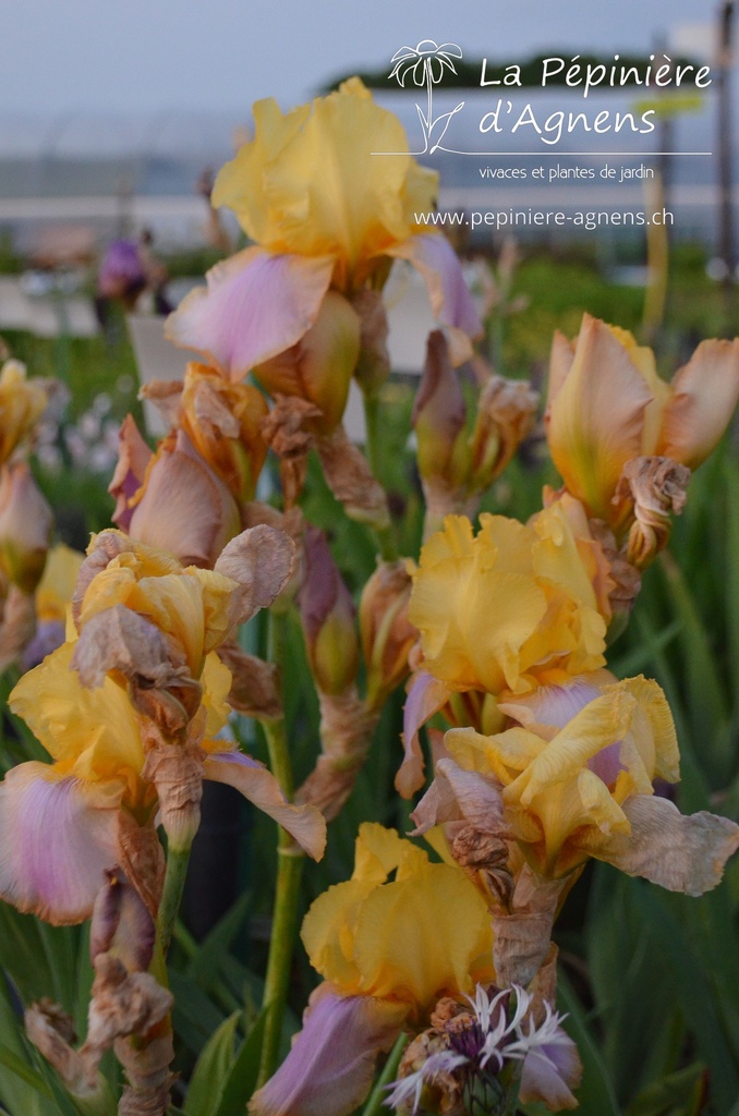 Iris germanica 'Sunset Sky' - La pépinière d'Agnens