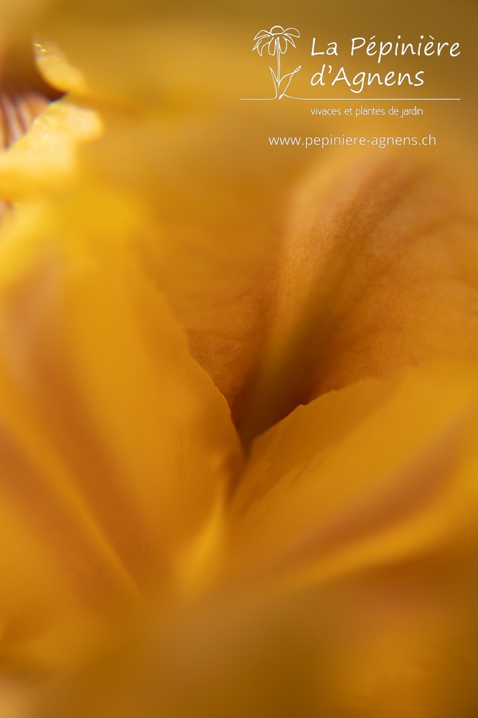 Iris germanica 'Sunset Sky'- La pépinière d'Agnens