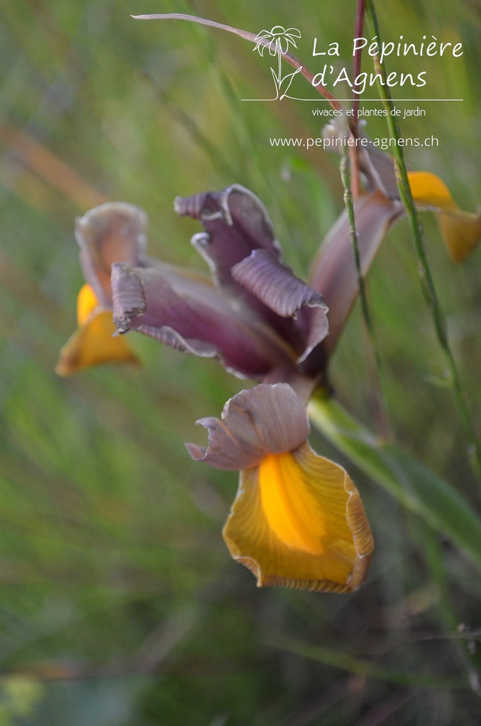 Iris hollandica 'Autumn Princess'- La pépinière d'Agnens