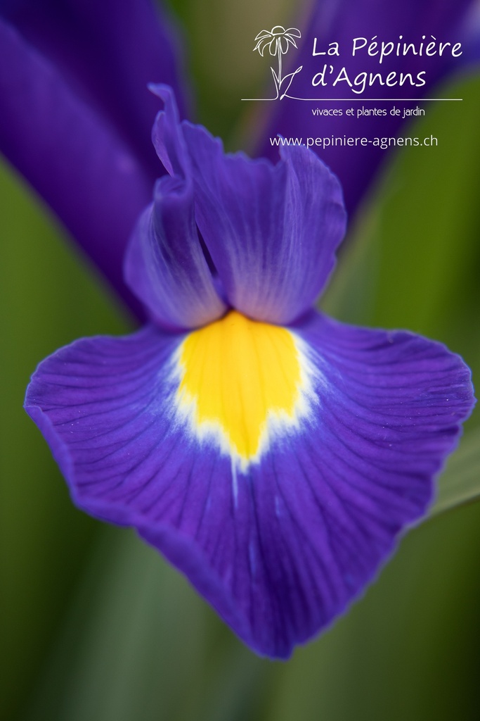 Iris hollandica 'Blue Magic' - La pépinière d'Agnens