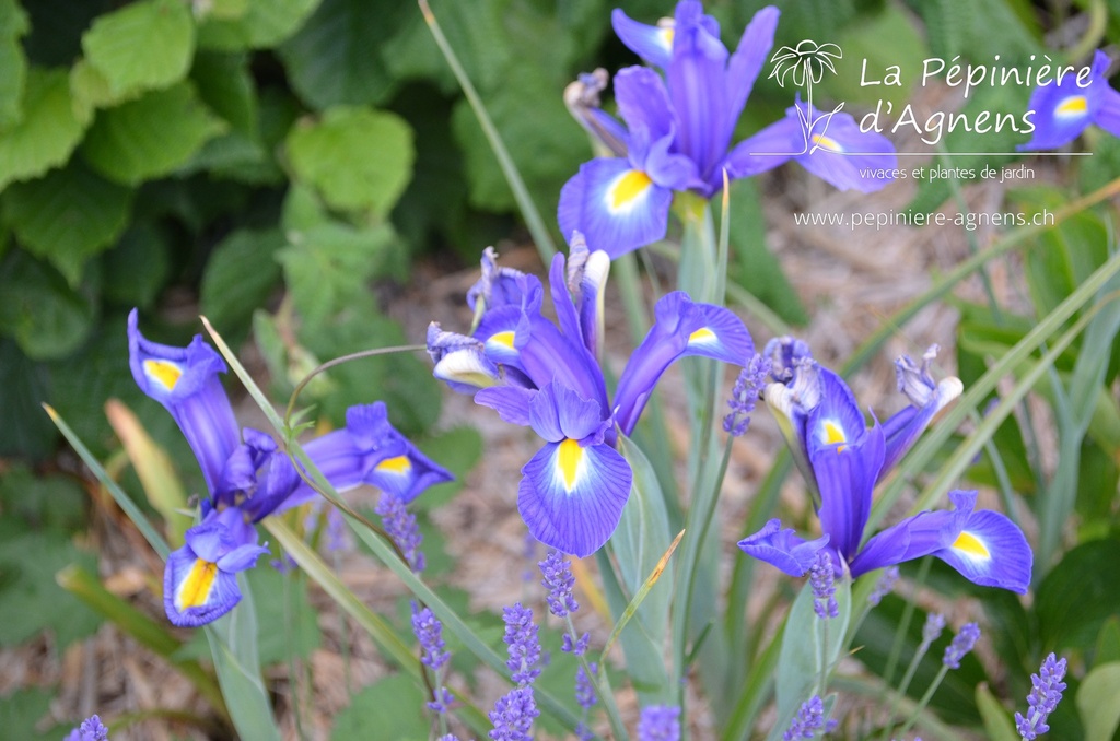 Iris hollandica 'Blue Magic'- La pépinière d'Agnens
