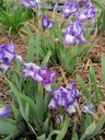 Iris pumila 'Petite Polka'- la pépinière d'Agnens