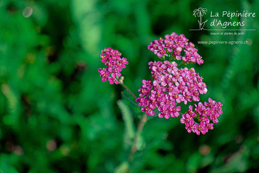 Achillea millefolium 'Cassis' - La Pépinière D'agnens