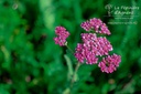 Achillea millefolium 'Cassis' - La Pépinière D'agnens