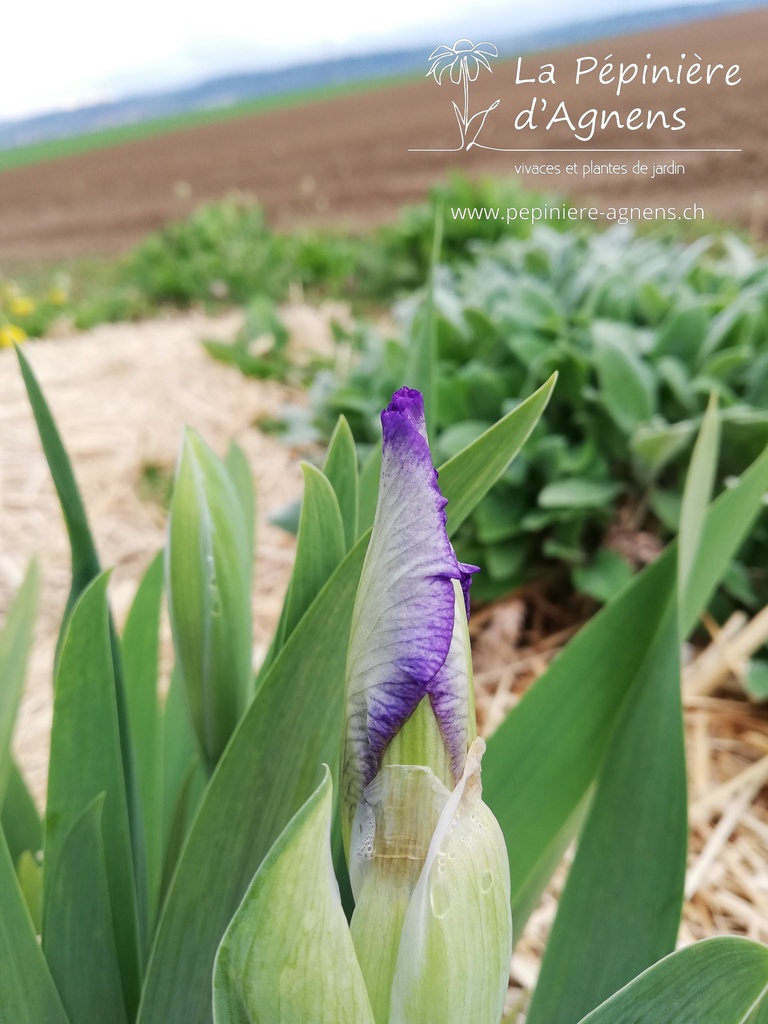 Iris pumila 'Petite Polka' - la pépinière d'Agnens