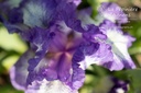 Iris pumila 'Petite Polka'- la pépinière d'Agnens