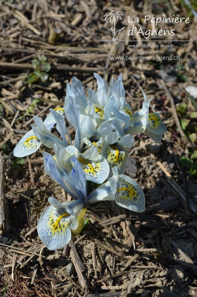 Iris reticulata 'Katherine Hodgkin' - La pépinière d'Agnens