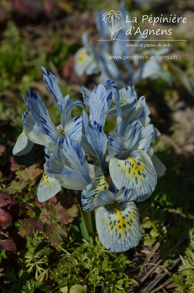 Iris reticulata 'Katherine Hodgkin' - La pépinière d'Agnens
