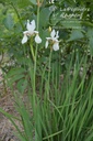Iris sibirica 'Alba' - La pépinière d'Agnens