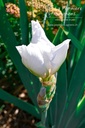 Iris sibirica 'Alba' La pépinière - d'Agnens