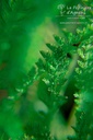 Achillea millefolium 'Cassis' - La Pépinière D'agnens
