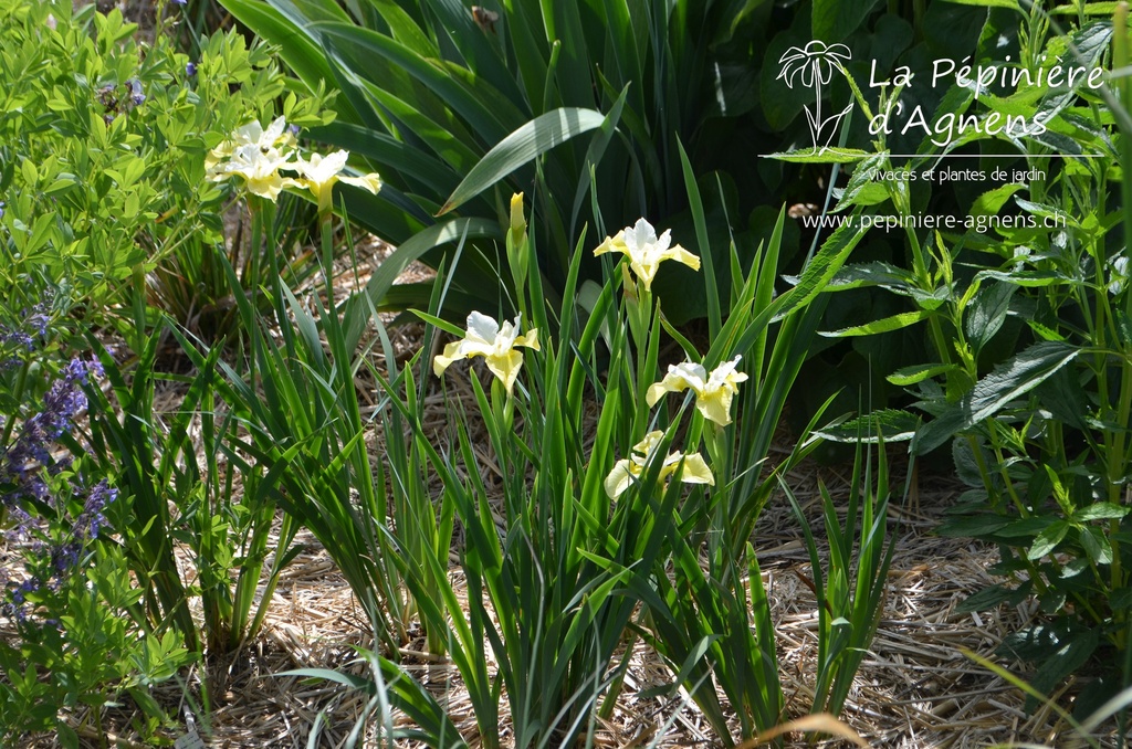 Iris sibirica 'Butter and Sugar' La pépinière d'Agnens