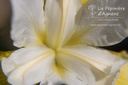 Iris sibirica 'Butter and Sugar' - La pépinière d'Agnens