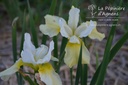 Iris sibirica 'Butter and Sugar'  - La pépinière d'Agnens