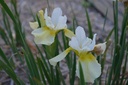 Iris sibirica 'Butter and Sugar'  - La pépinière d'Agnens