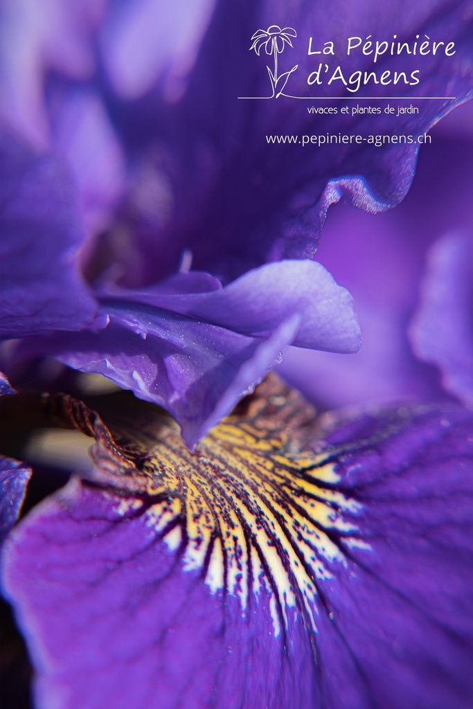 Iris sibirica 'Ruffled Velvet'  - La pépinière d'Agnens