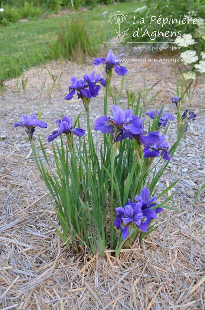 Iris sibirica 'Ruffled Velvet'  - La pépinière d'Agnens