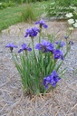 Iris sibirica 'Ruffled Velvet'  - La pépinière d'Agnens