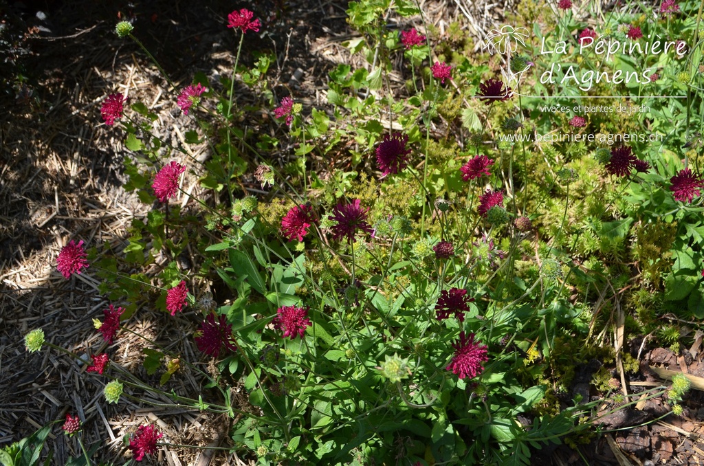 Knautia macedonica 'Mars Midget'  - La pépinière d'Agnens