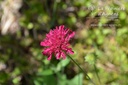 Knautia macedonica 'Mars Midget'  - La pépinière d'Agnens