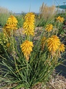 Kniphofia hybride 'Banana Popsicle' - La pépinière d'Agnens