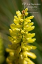Kniphofia hybride 'Lemon Popsicle' - La pépinière d'Agnens
