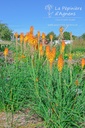 Kniphofia hybride 'Mango Popsicle' - La pépinière d'Agnens