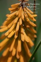 Kniphofia hybride 'Mango Popsicl - La pépinière d'Agnense'