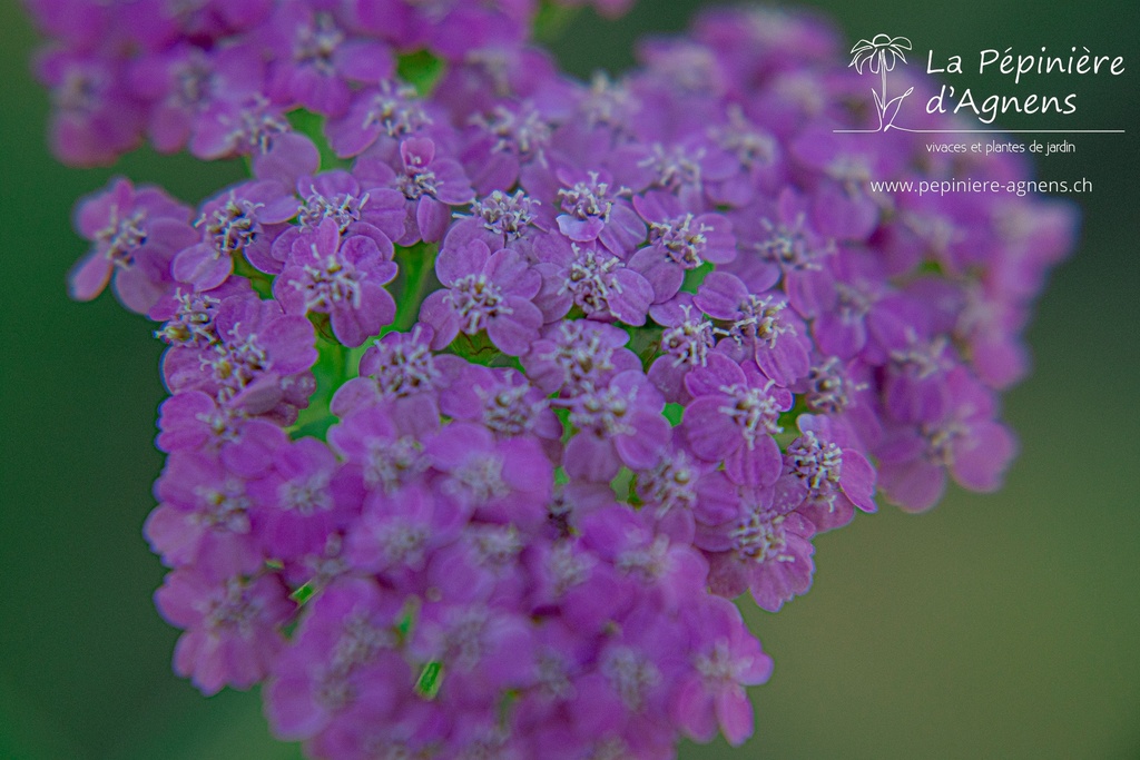 Achillea millefolium 'Lilac Beauty' - La Pépinière D'agnens
