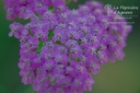 Achillea millefolium 'Lilac Beauty' - La Pépinière D'agnens