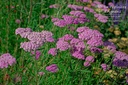 Achillea millefolium 'Lilac Beauty' - La Pépinière D'agnens