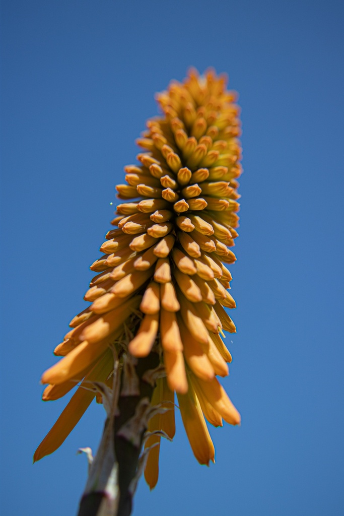 Kniphofia hybride 'Mango Popsicle' - La pépinière d'Agnens