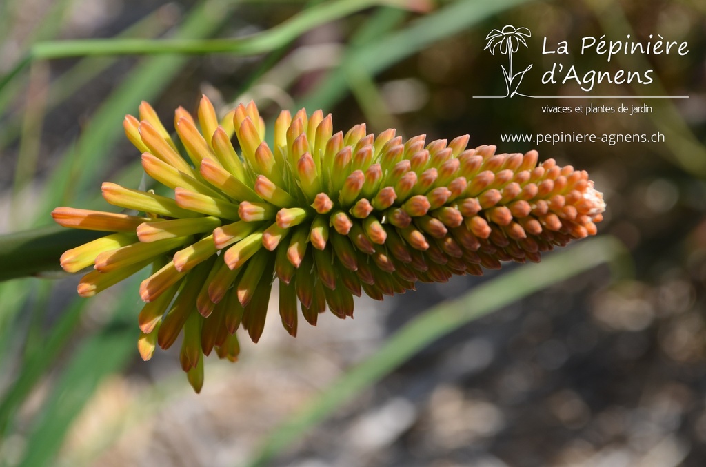 Kniphofia hybride 'Mango Popsicle' - La pépinière d'Agnens