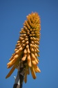 Kniphofia hybride 'Mango Popsicle' - La pépinière d'Agnens
