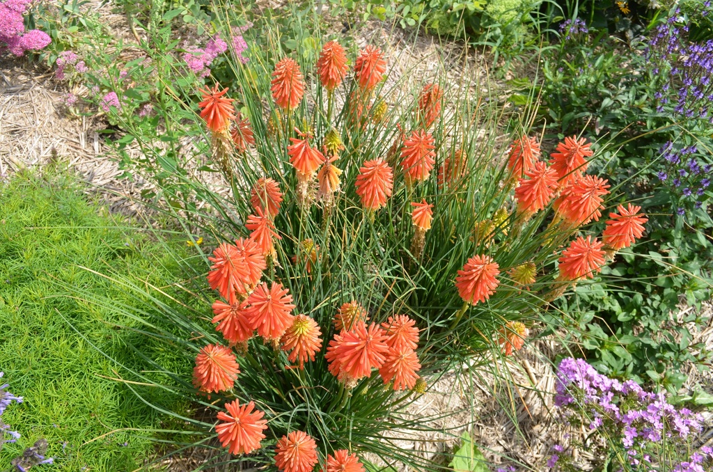 Kniphofia hybride 'Papaya Popsicle' - La pépinière d'Agnens