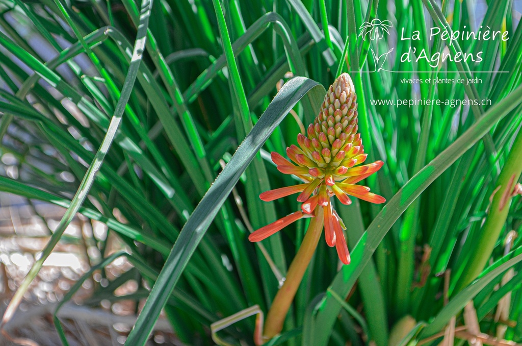 Kniphofia hybride 'Papaya Popsicle' - La pépinière d'Agnens