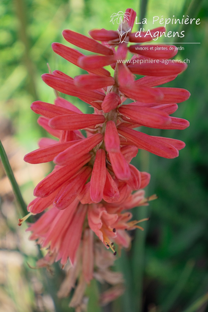 Kniphofia hybride 'Redhot Popsicle' - La pépinière d'Agnens