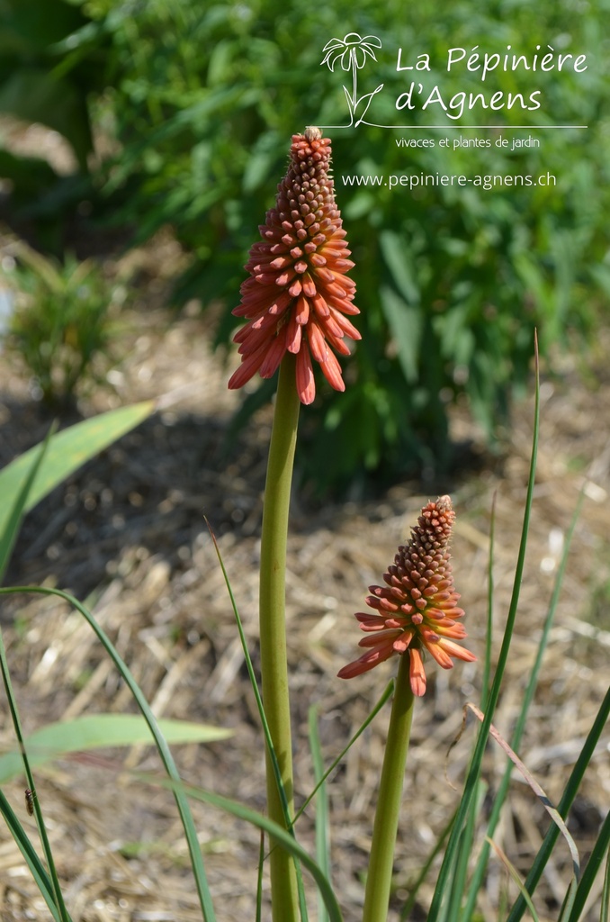 Kniphofia hybride 'Redhot Popsicle' - La pépinière d'Agnens