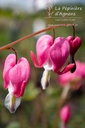 Lamprocapnos spectabilis - La pépinière d'Agnens